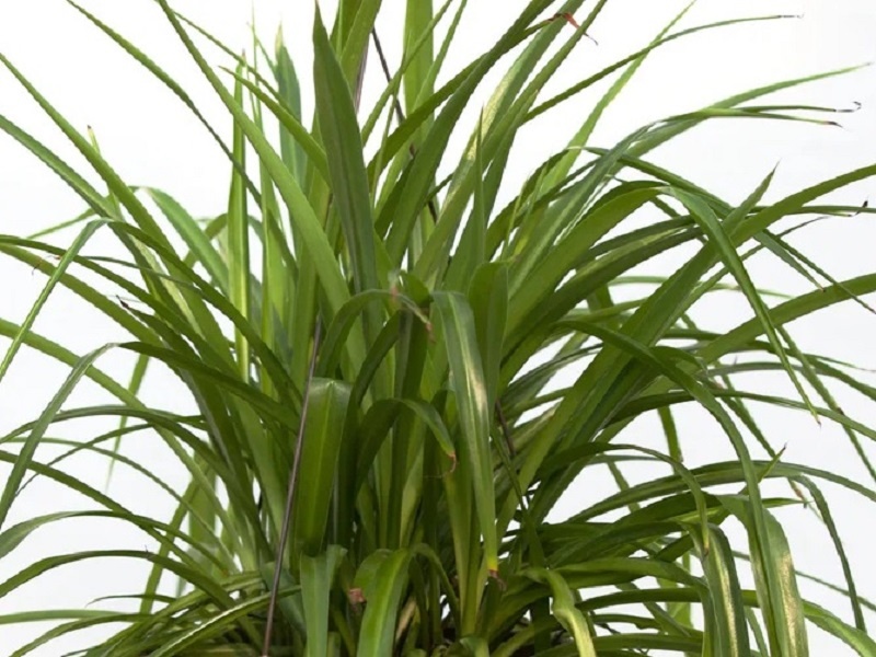 Zelenec - Chlorophytum comosum - Zelený - rostlina
