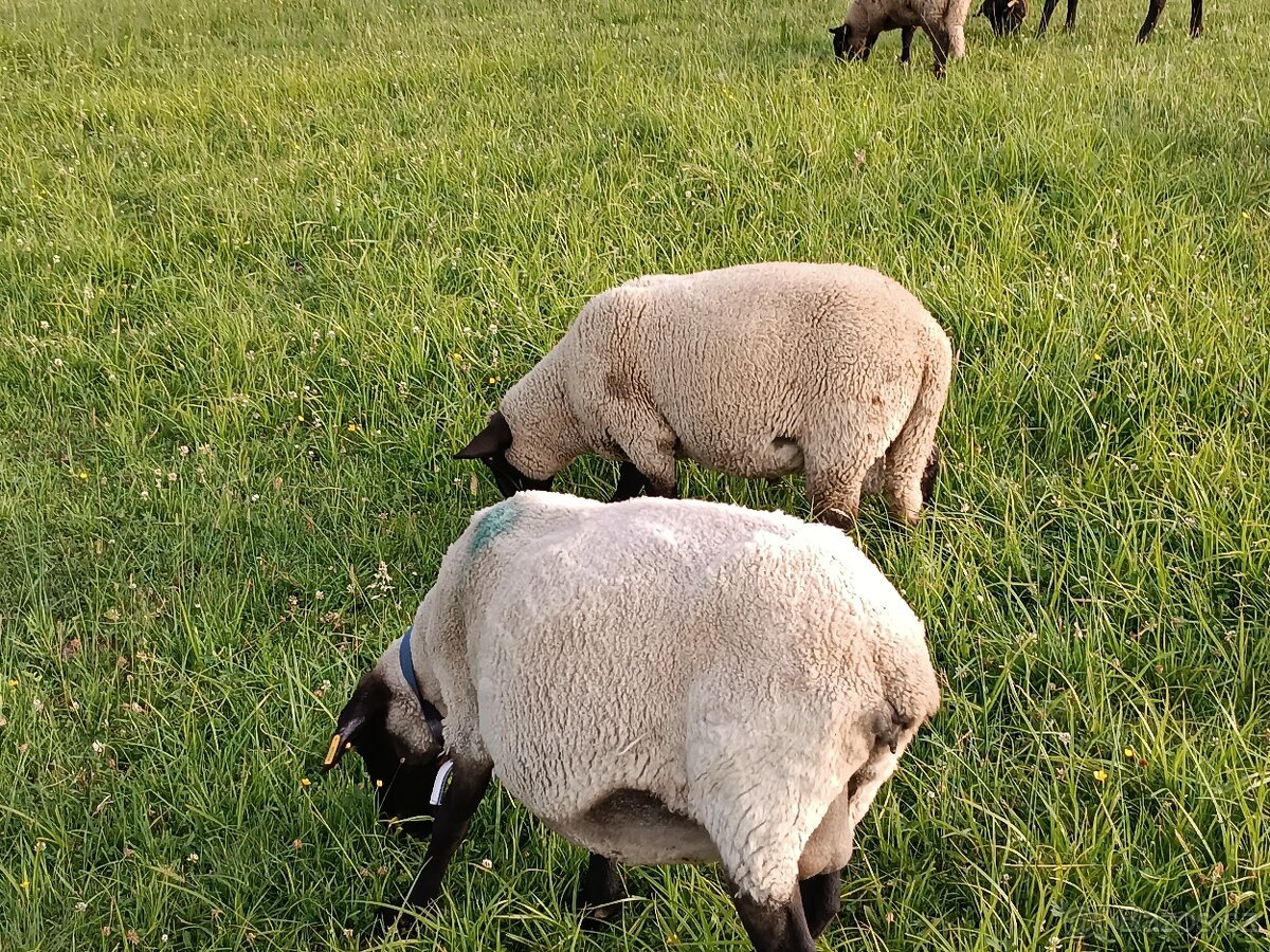 Suffolk