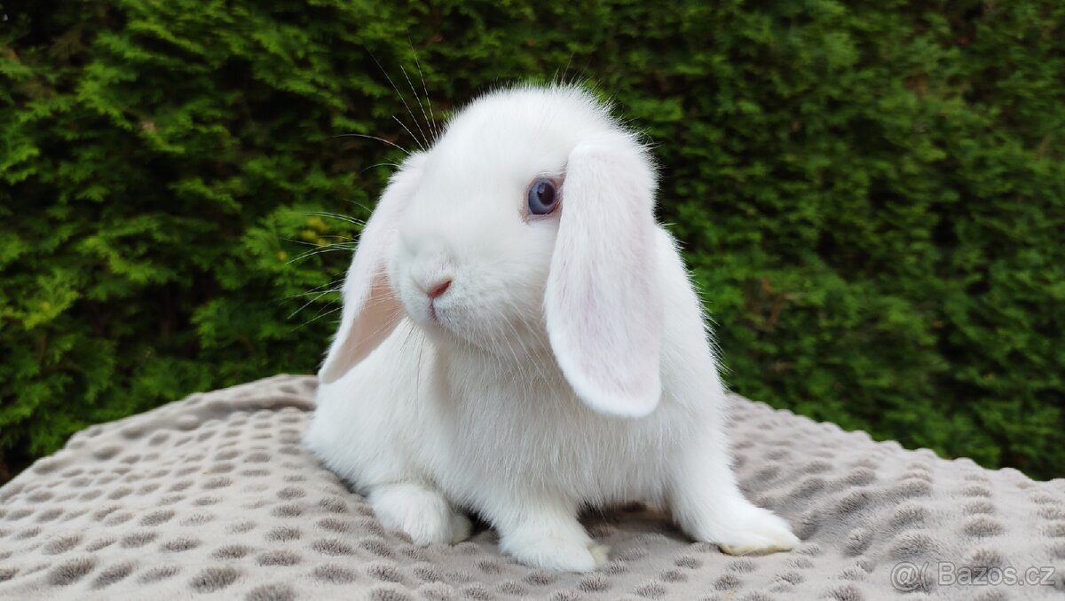Zakrslý beránek, králíček, králík - HARRY