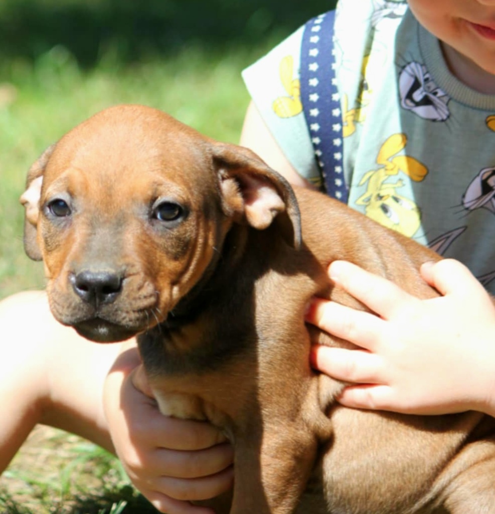 Americký pitbullteriér