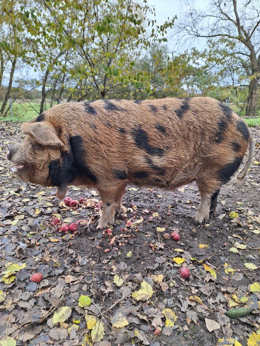 Kune kune