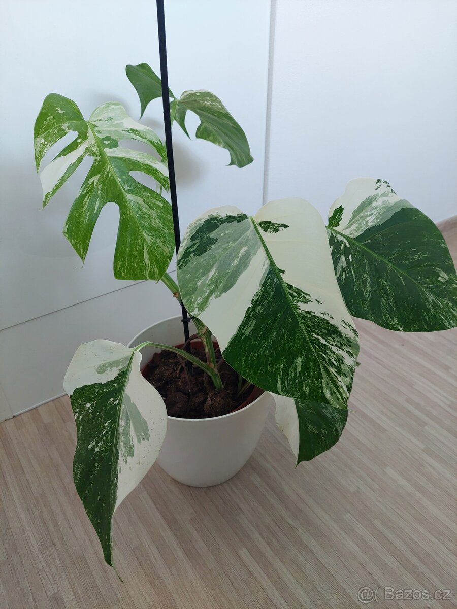 Monstera albo variegata