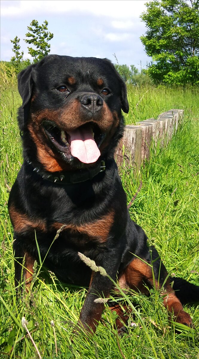 Krytí rotvajler, RTW, rottweiler s PP