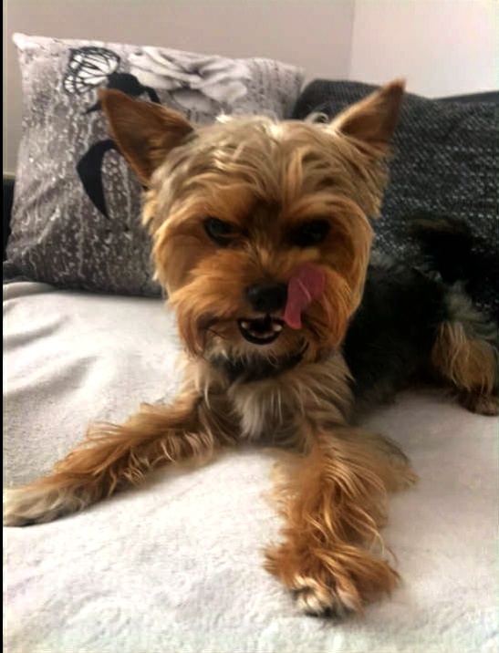 Jorkšírský teriér