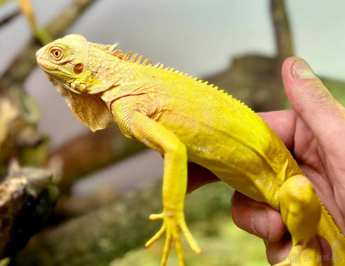 Leguan zelený