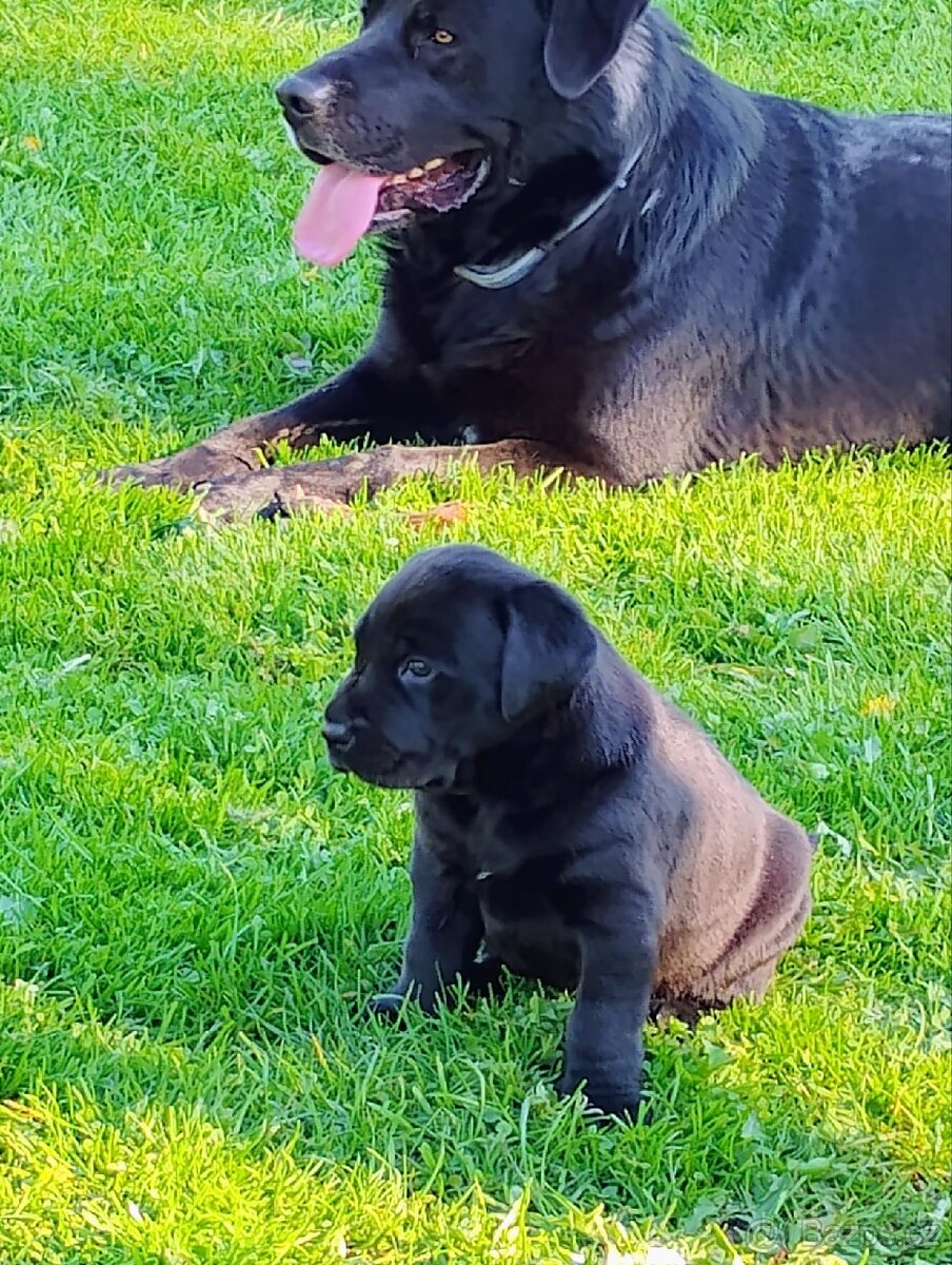 Labrador