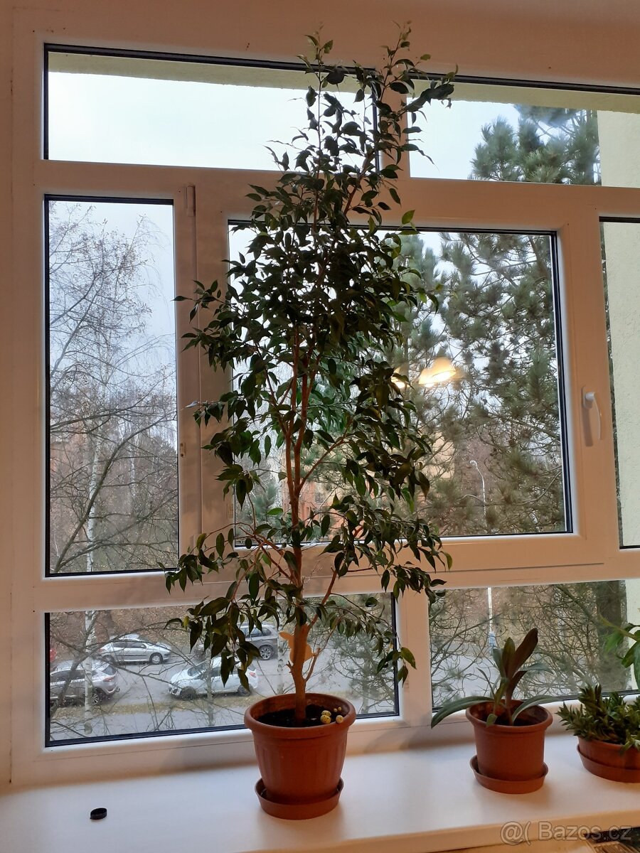 Pokojová kytka, Benjamin