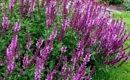Šalvěj nízká okrasná: růžovo-fialová ROSE