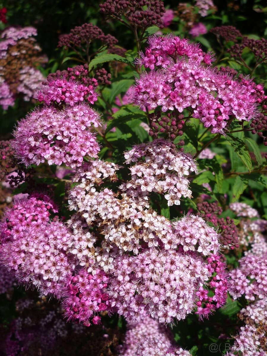Spiraea japonica little princes tavolnik japonsky