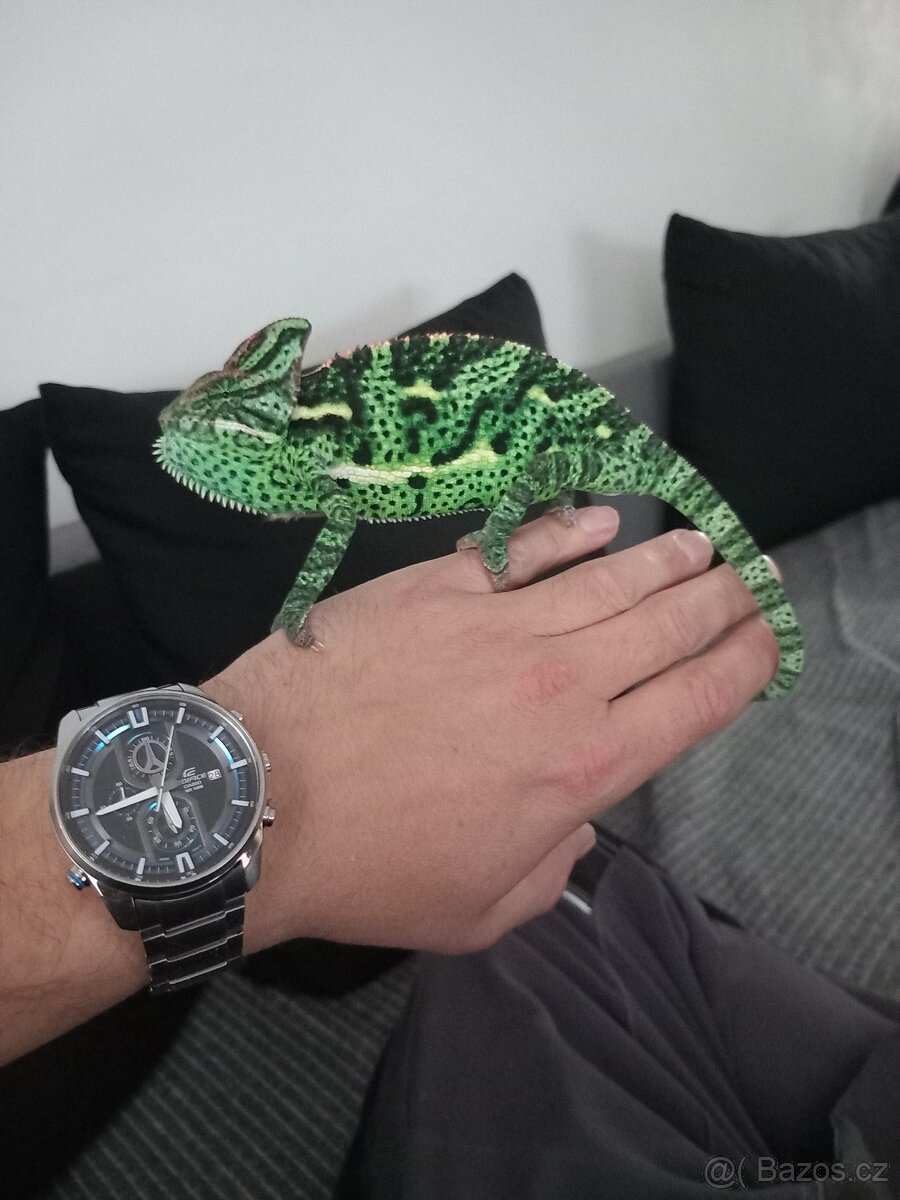 Chameleon Jemenský + terarium