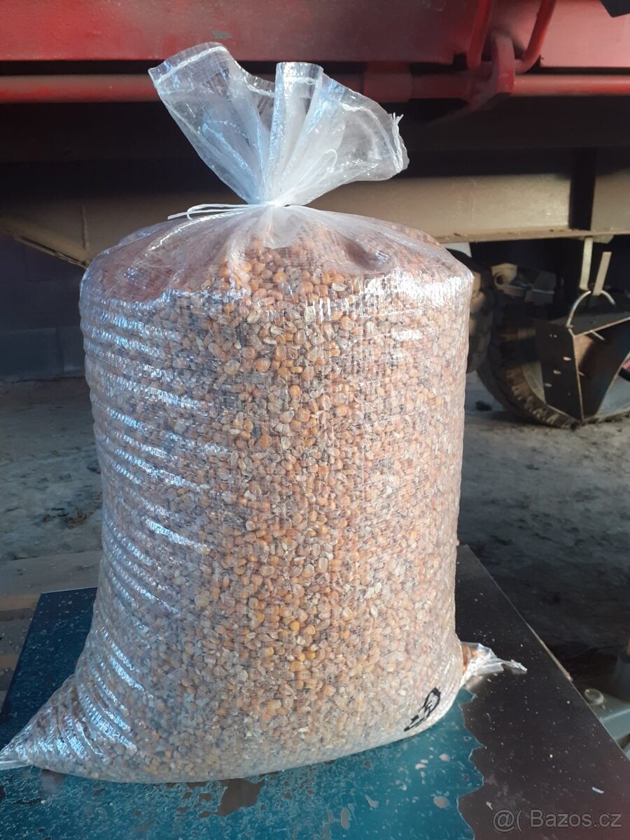 Kukuřice zrno 2025