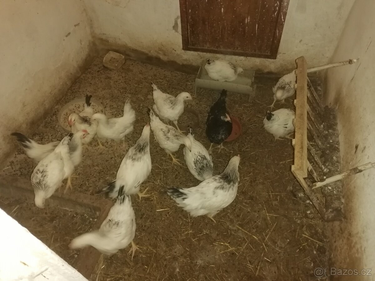 Mladí kohouti sussex