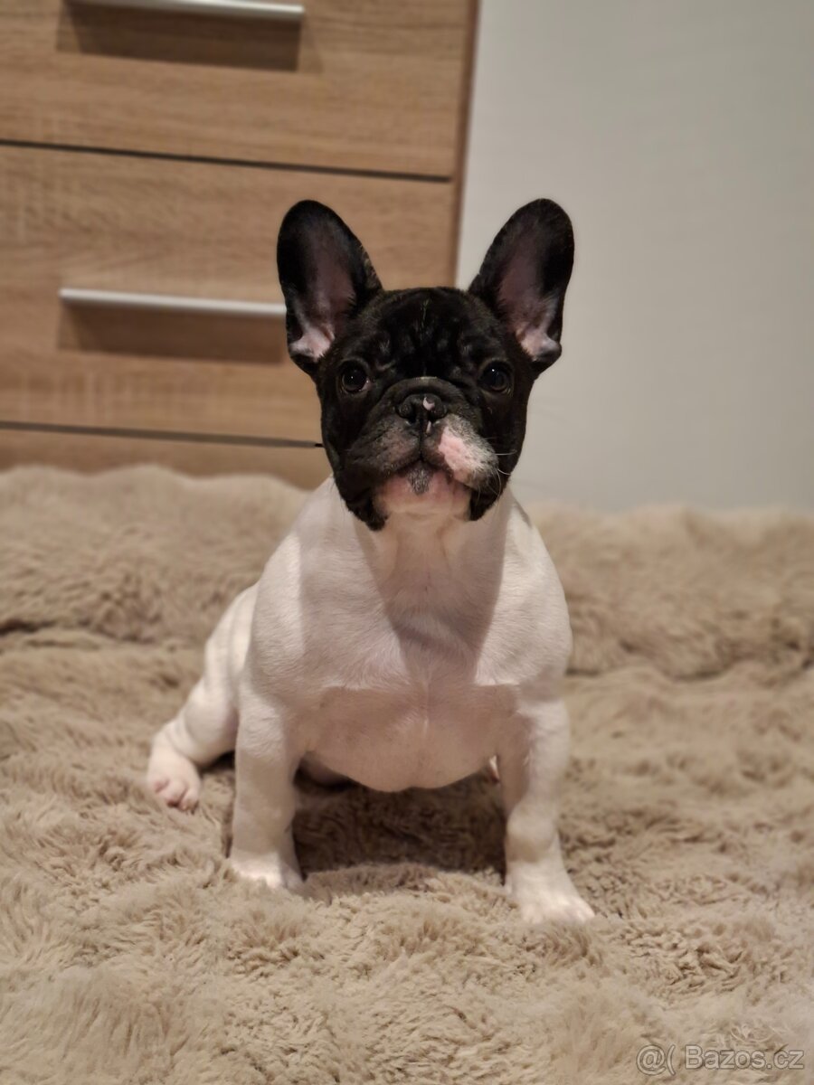 Francouzský buldoček s PP