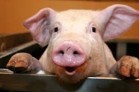 Prodám vykrmené prase