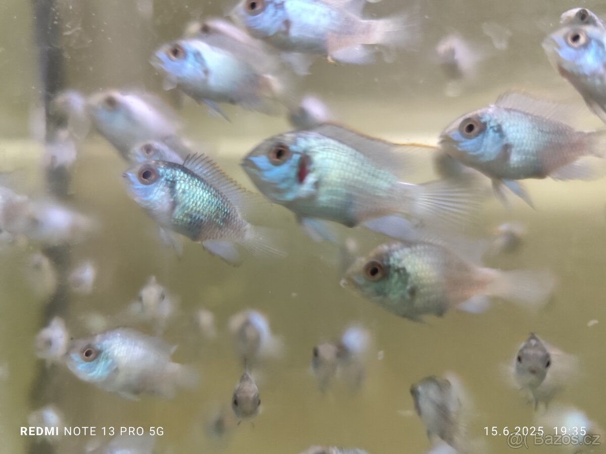 Akara neon blue (Andinoacara pulcher blue neon)