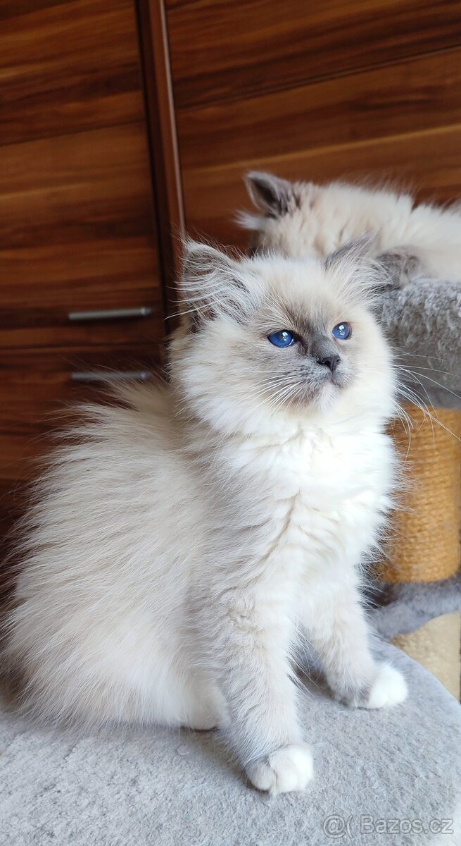 Ragdoll kočička
