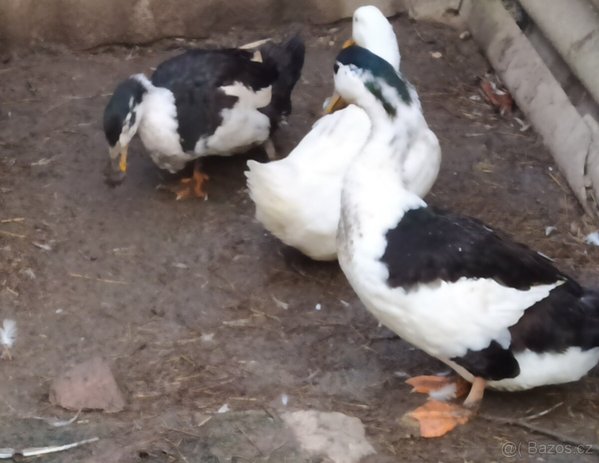 Pekingská kachna