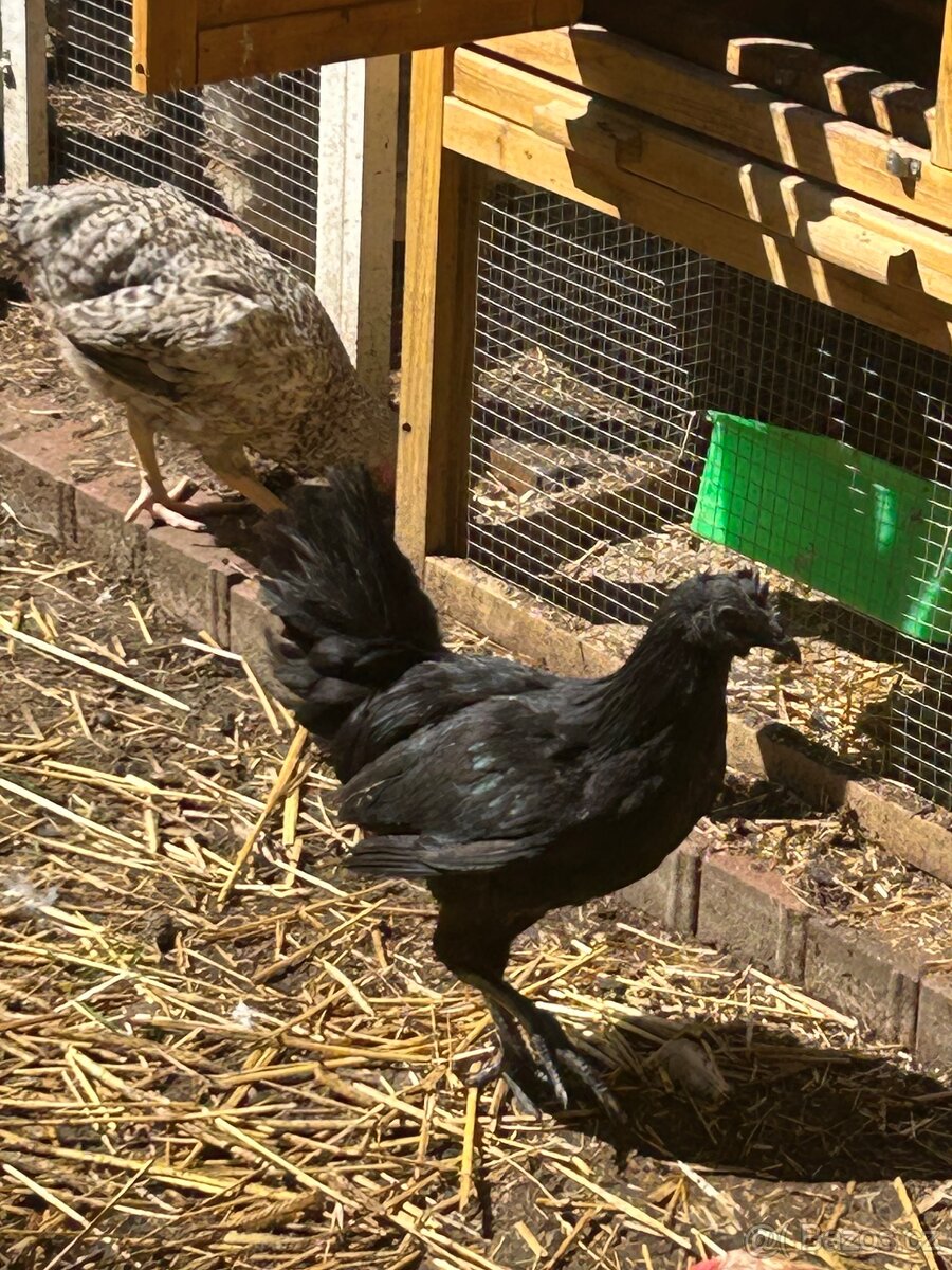 Ayam cemani