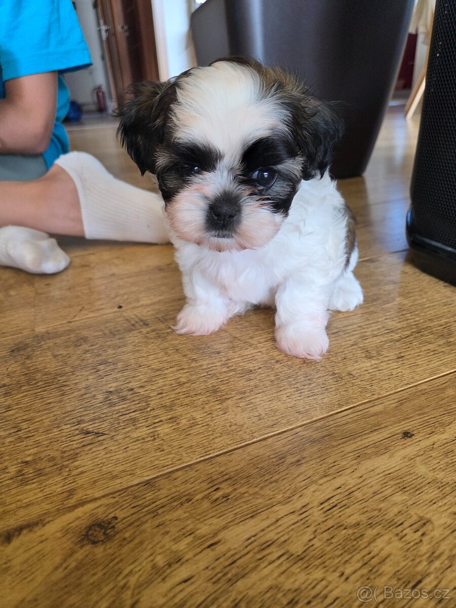 Prodáme štěně Shih-tzu