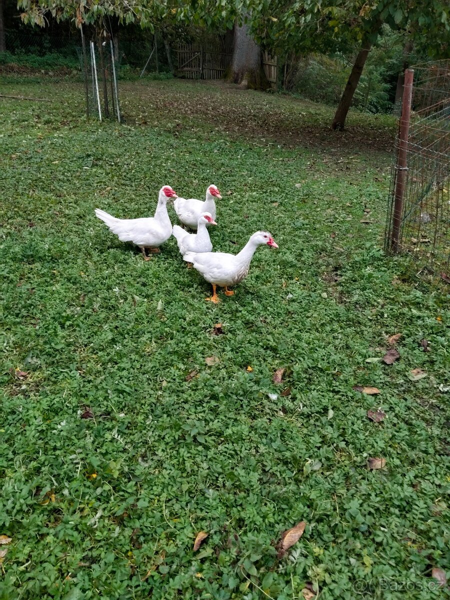 Kachna pižmová