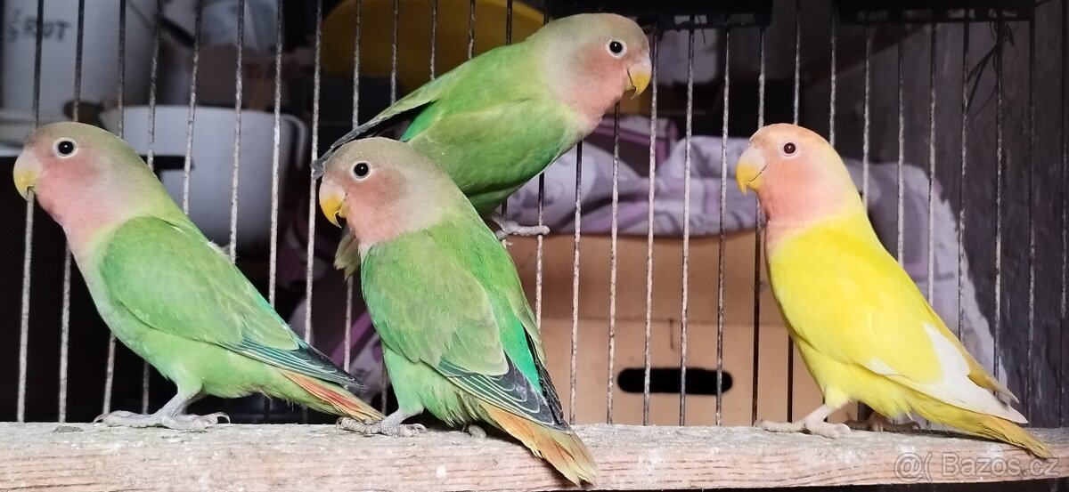 Agapornis růžohrdlý opalin