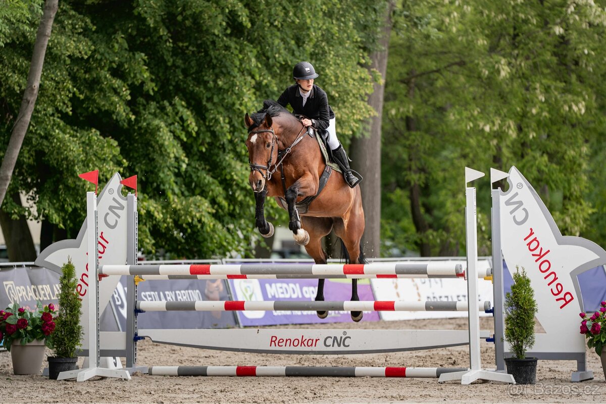 13-letá klisna na prodej