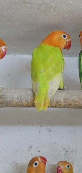 Agapornis Fišeruv pastel opalin