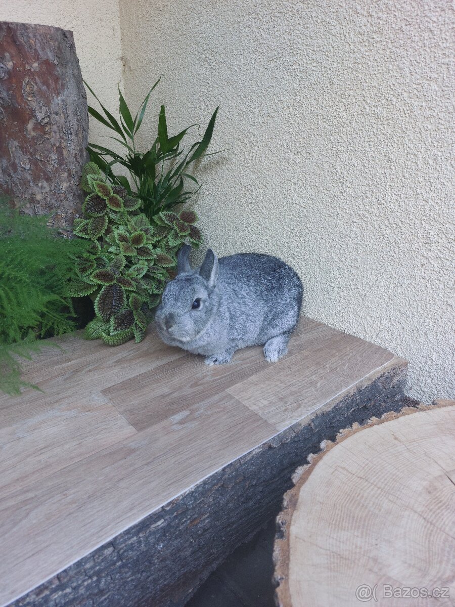 Zakrslý králík - starší samička Žaža (kresba činčila)