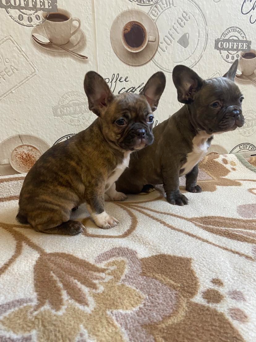 Francouzský buldoček