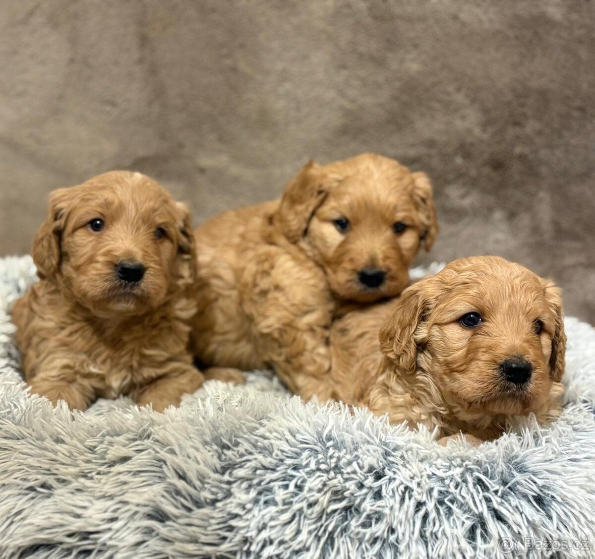 Goldendoodle