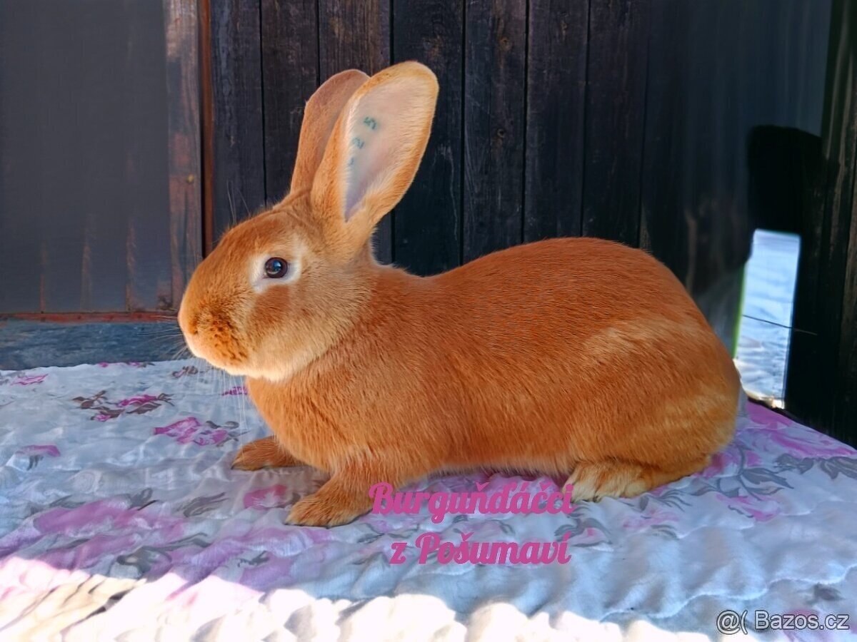 BURGUNDSKÝ králík s PP - SAMEČEK jd3 ⭐️⭐️⭐️