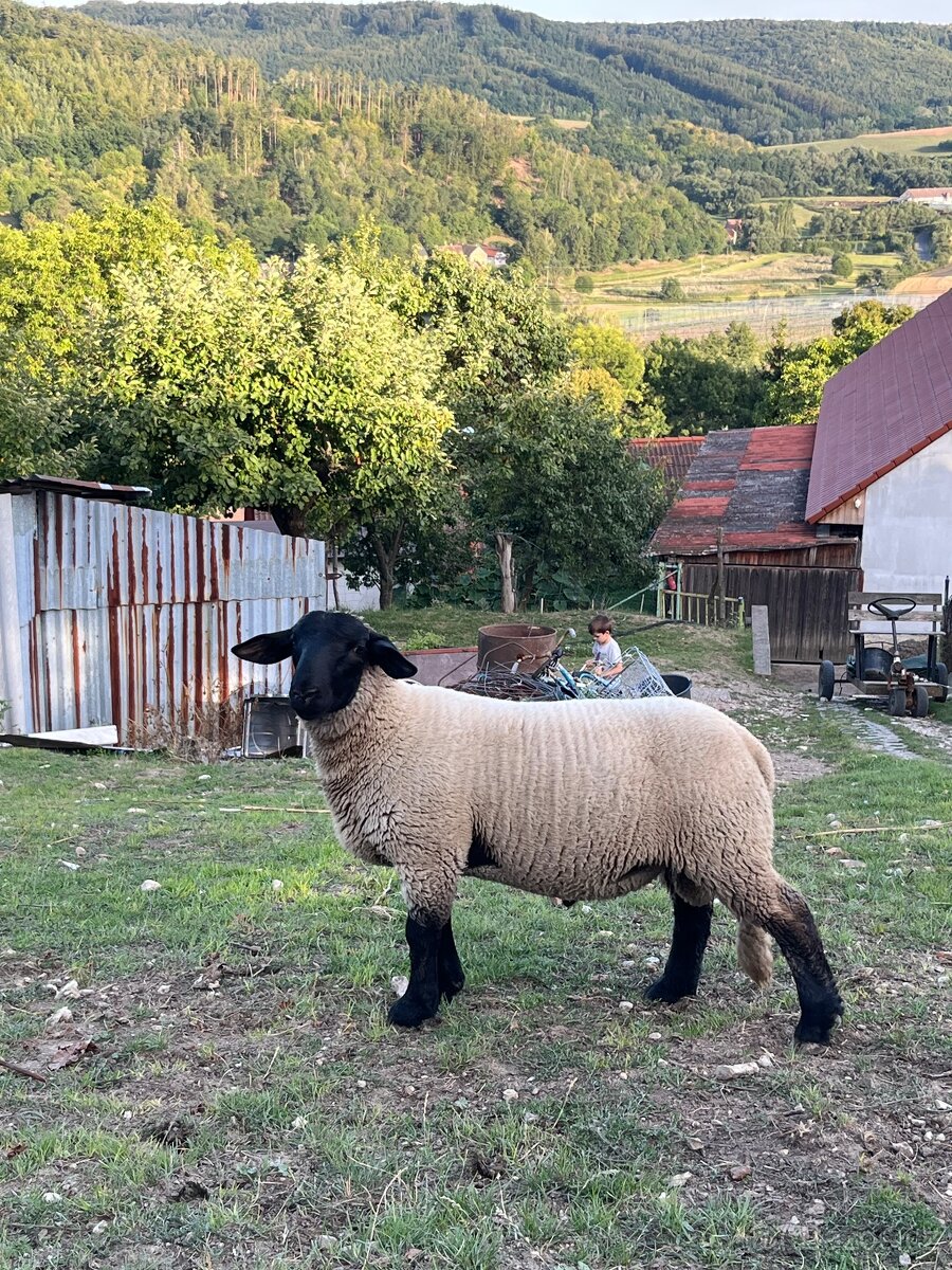 Beránek