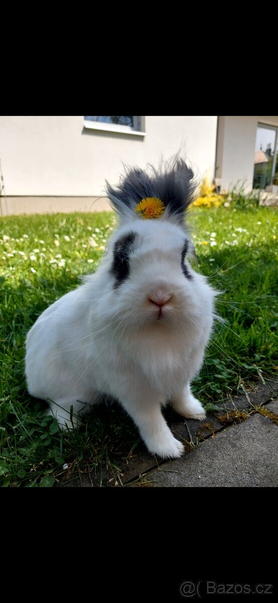 Zakrslý králík