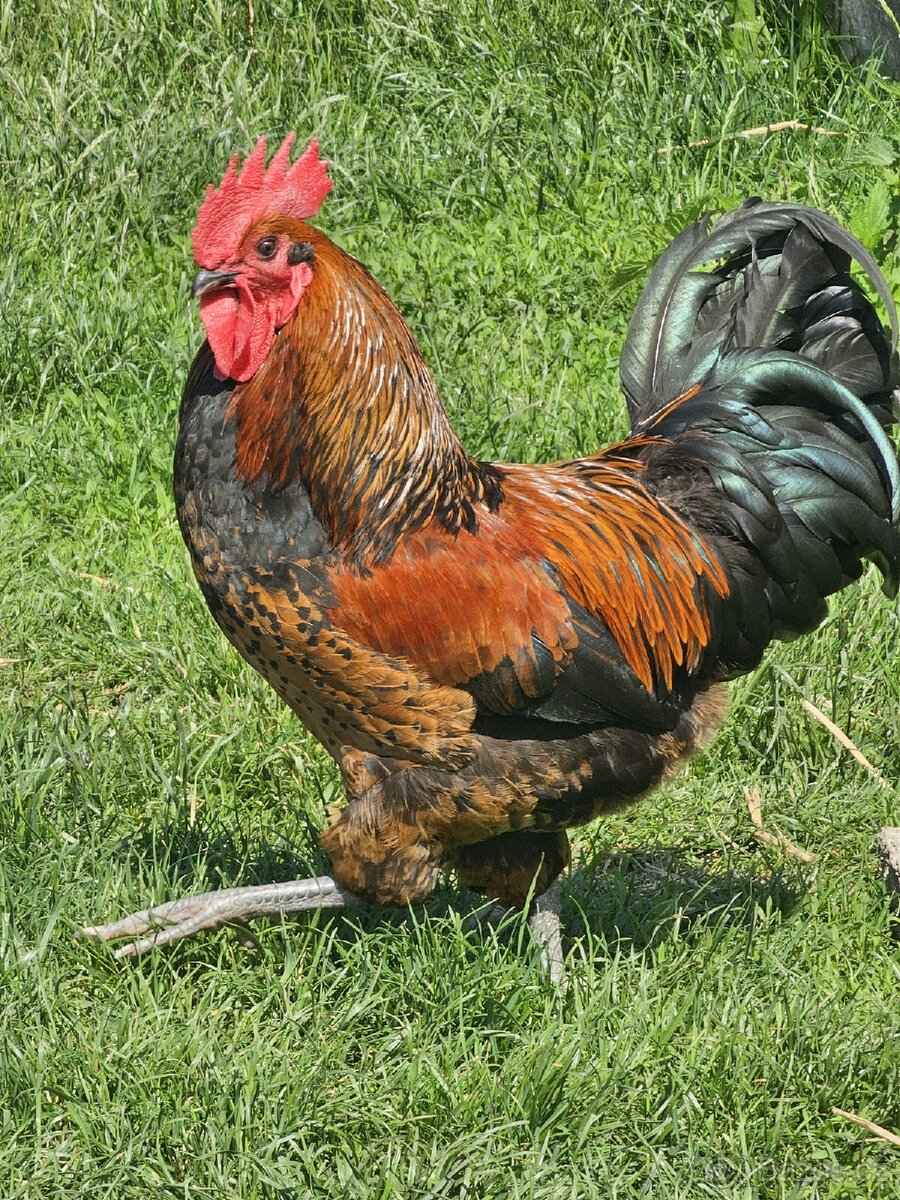 Prodám loňského kohouta