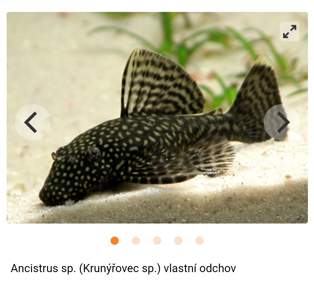 Krunýřovec
