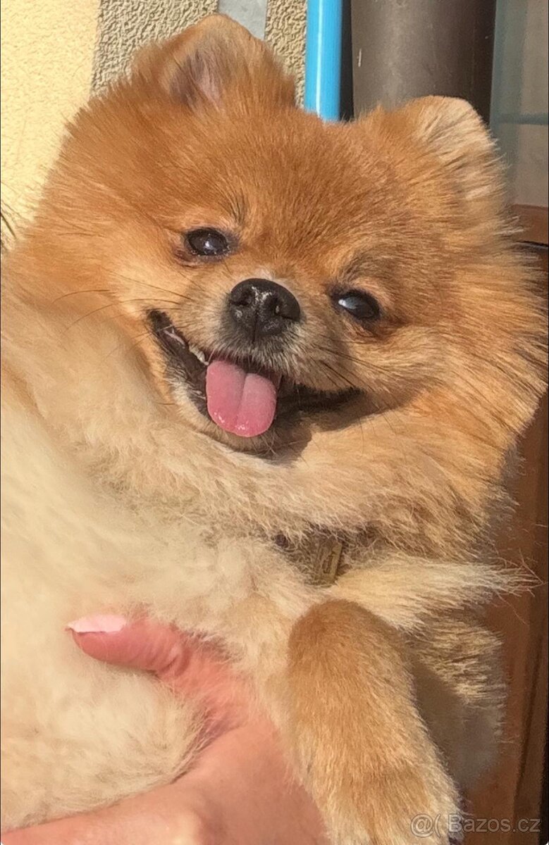 Krasny Pomerian
