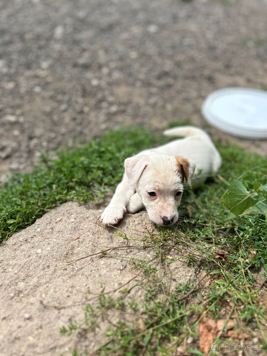 Jack Russell
