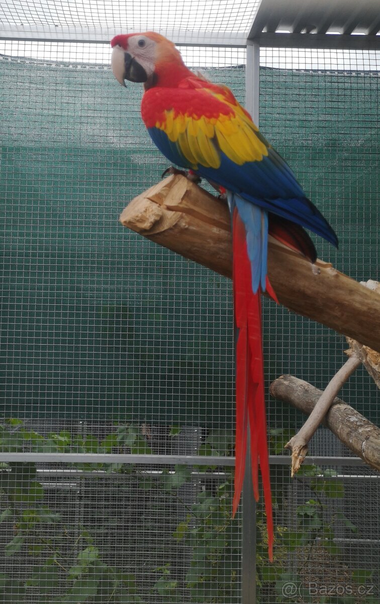 ARA arakanga macao