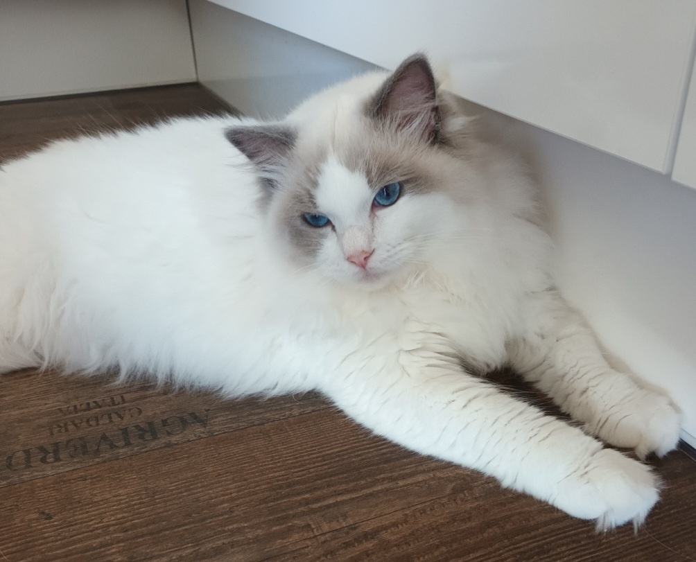 Kocourci ragdoll s PP