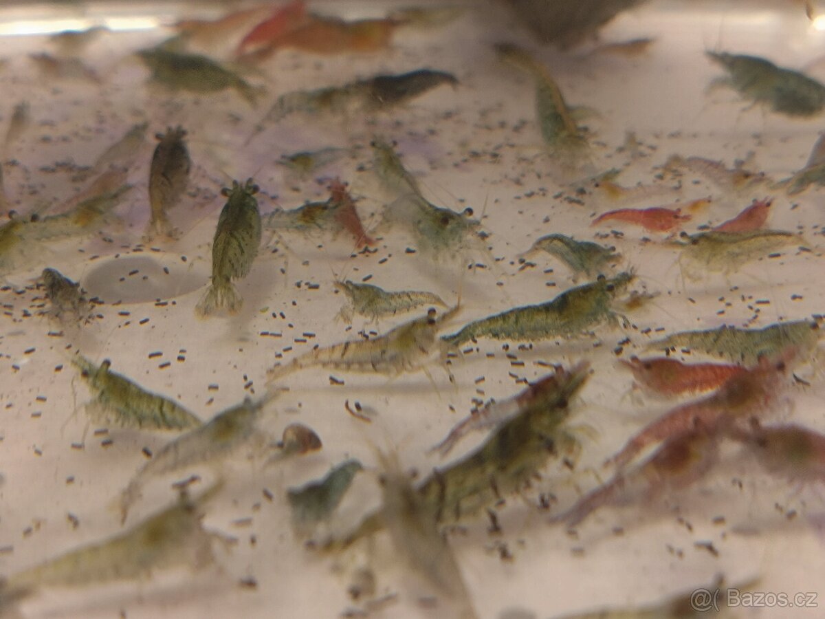 Krevetky neocaridina mix