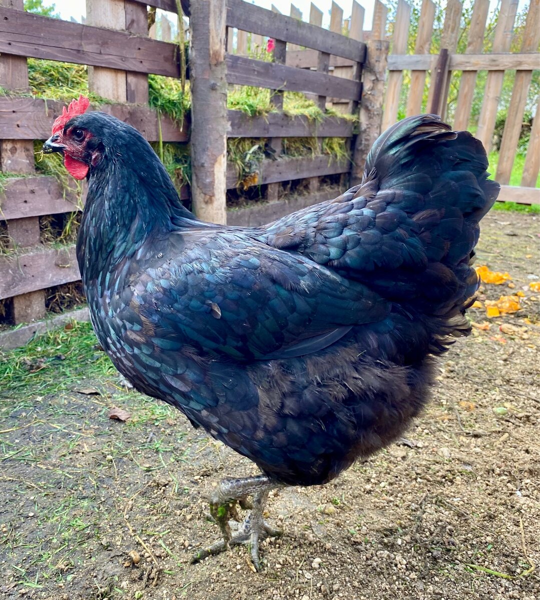 Žerzejský obr (Jersey Giant)