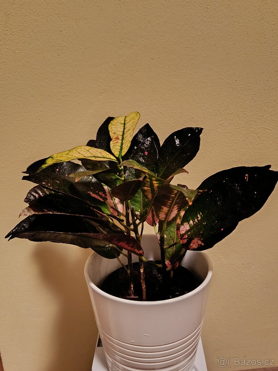 Kraton (Croton) – barevná pokojová rostlina