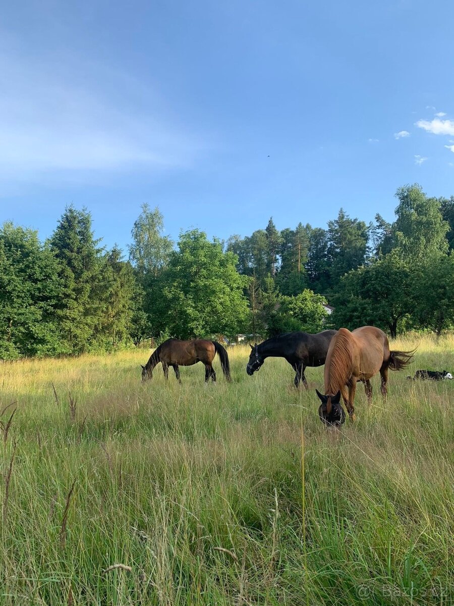 Nabízím ustájení 24/7 v Karviná - Louky