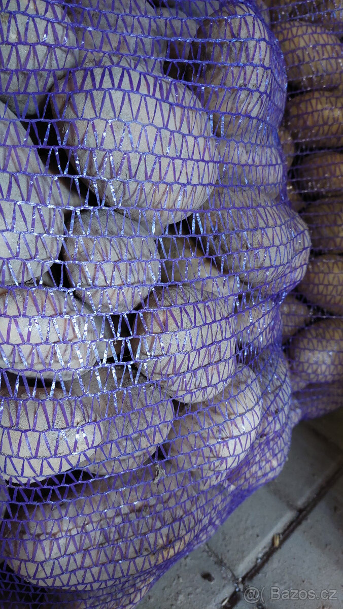 🥔 Konzumní brambory – odrůda Bernina 🥔