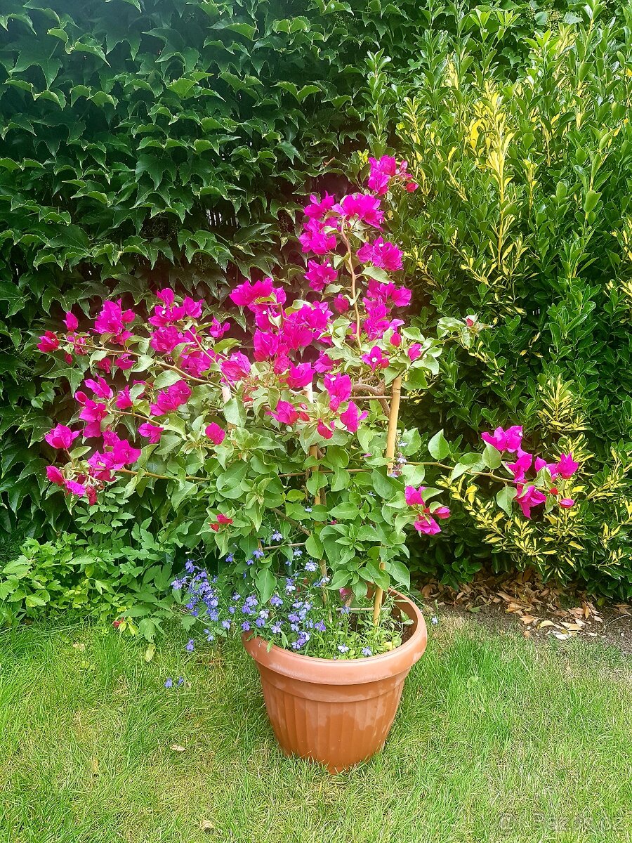 Bougainvillea, Bouga, keře, subtropické rostliny