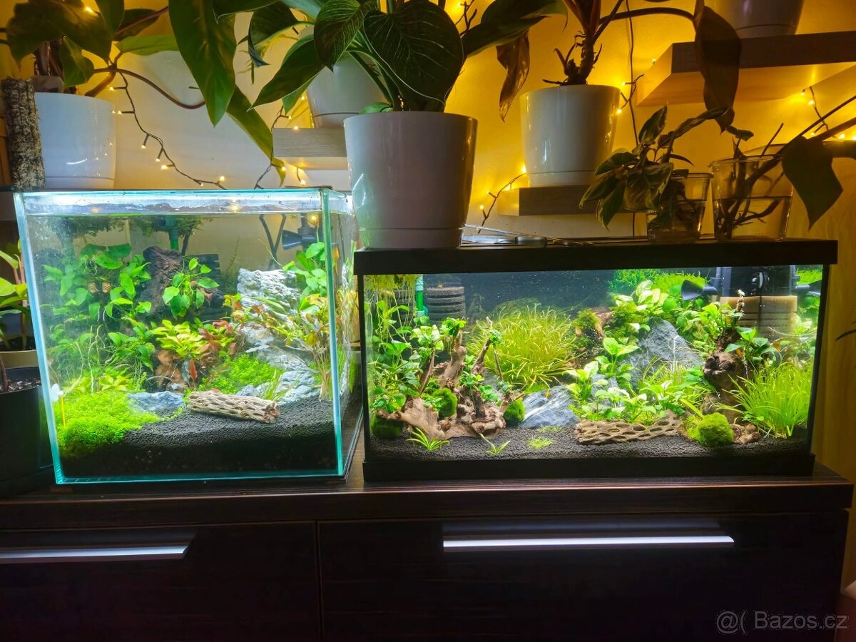 Akvária 60l