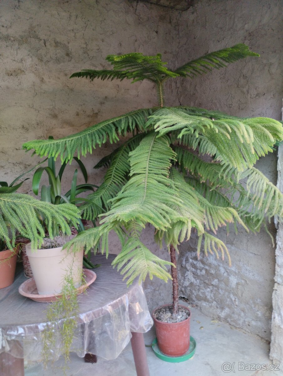 ARAUCARIA atraktivní pokojový jehličnan
