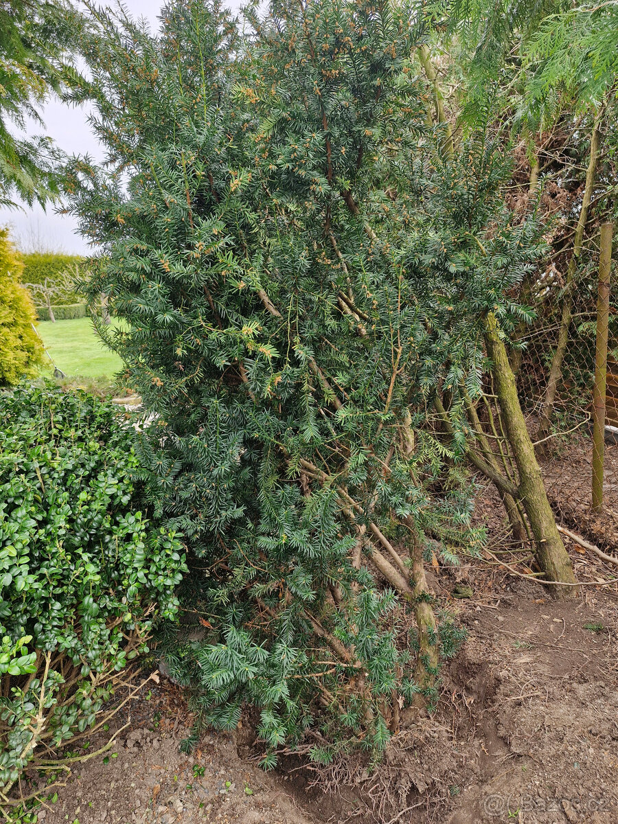 TIS, rododendron,azalka, koniklec