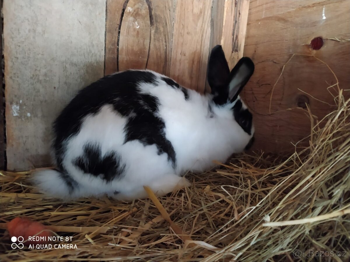 Králík