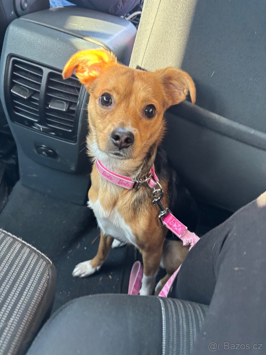 Nabízím fenku ke krytí